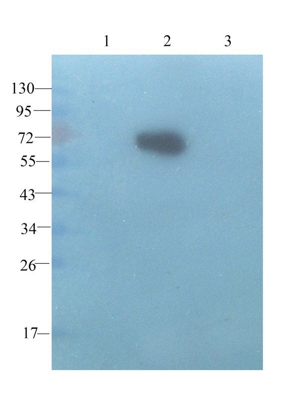 PHEX antibody