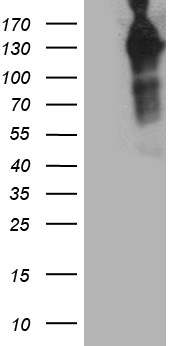 PHF20L1 Antibody
