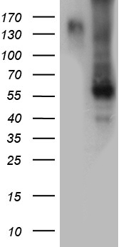 PHF20L1 Antibody