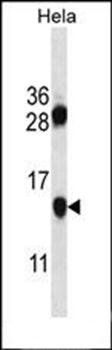 PHF5A antibody