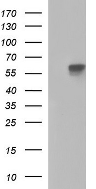 PHF7 Antibody
