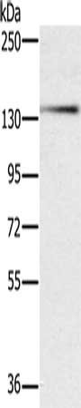 PHKA1 Antibody