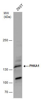 PHKA1 antibody [C2C3], C-term