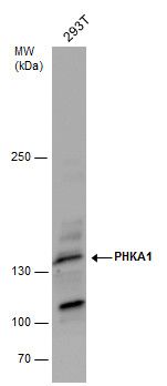 PHKA1 antibody