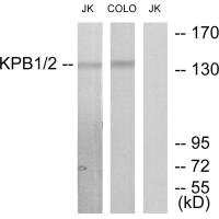 PHKA1 Antibody
