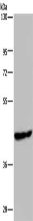 PHKG1 antibody