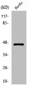 PHKG1 antibody