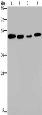 PHKG2 antibody