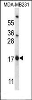 PHLDA2 antibody