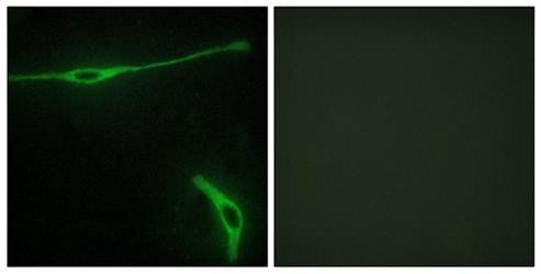 PHLDA3 antibody