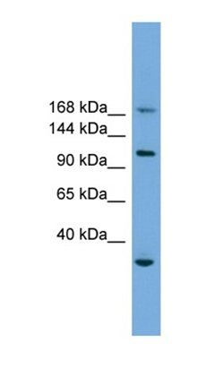 PHLDB1 antibody