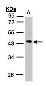 phosducin like Antibody