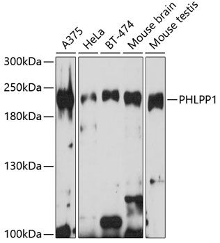 PHLPP1 antibody
