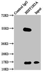 Phospho-HIST1H3A (T3) Antibody