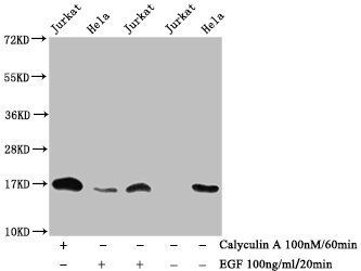 Phospho-HIST1H3A (T3) antibody