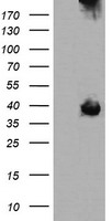 PPAT Antibody
