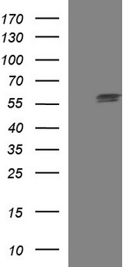 PIK3CG Antibody