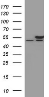 PIK3CG Antibody