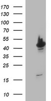 PIK3CG Antibody