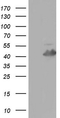 PI 3 Kinase Class 2A Antibody