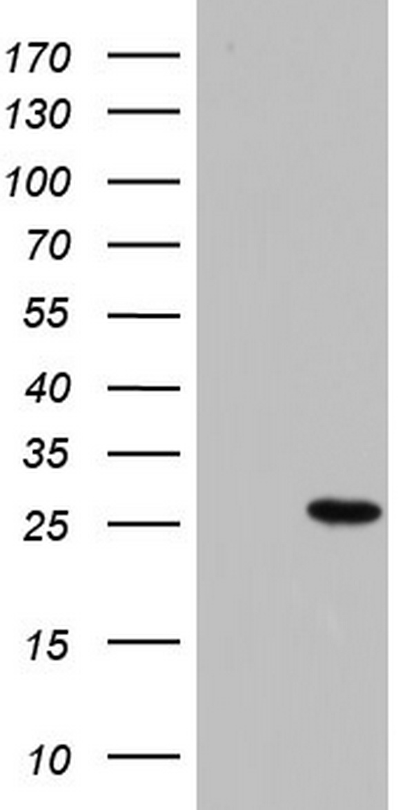 PI 3 Kinase Class 2A Antibody