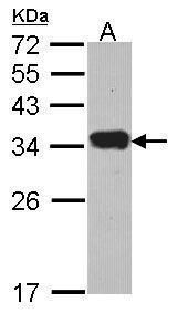 Protease Inhibitor 15 antibody [C2C3], C-term