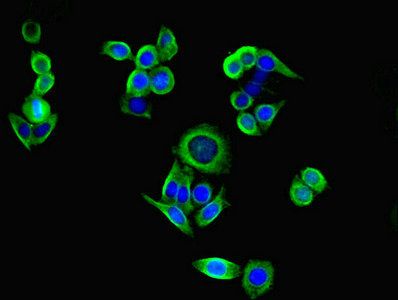 PI3 antibody