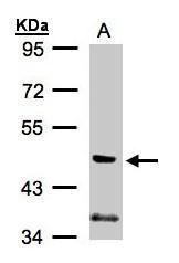 PI3 kinase p55 gamma Rabbit Polyclonal Antibody