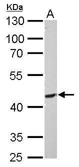 PI3 kinase p55 gamma Rabbit Polyclonal Antibody