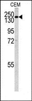 PI3KC2G antibody