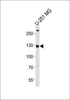 PI3KC3 antibody