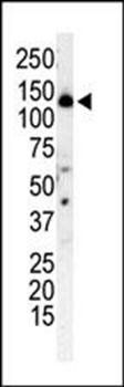 PI3KR4 antibody