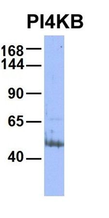 PI4KB antibody