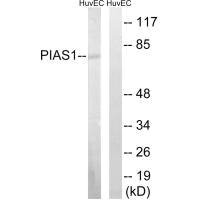 PIAS1 antibody