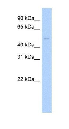 Pias2 antibody