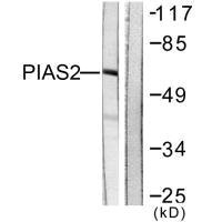 PIAS2 antibody