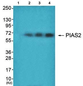 PIAS2 Antibody