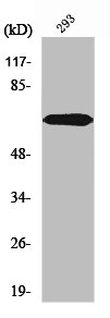PIAS3 Antibody