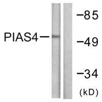 PIAS4 antibody