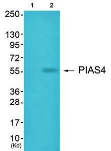 PIAS4 antibody