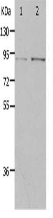PIBF1 Antibody
