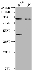 PIBF1 antibody