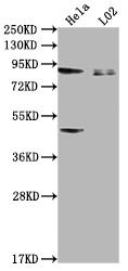 PIBF1 Antibody