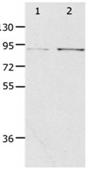 PIBF1 Antibody