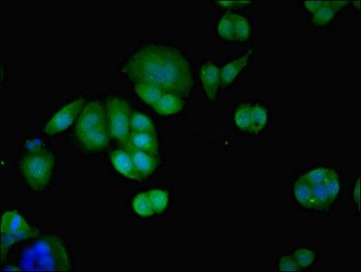 PID1 antibody