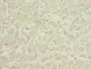PID1 Antibody