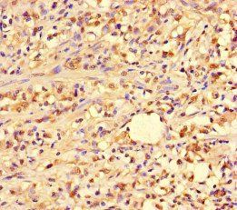 PIF1 Antibody
