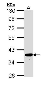PIG3 antibody [N1C3]