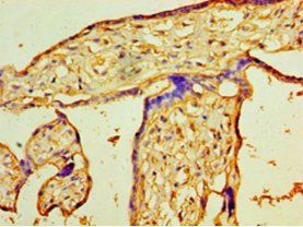 PIGX antibody