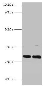 PIGX antibody